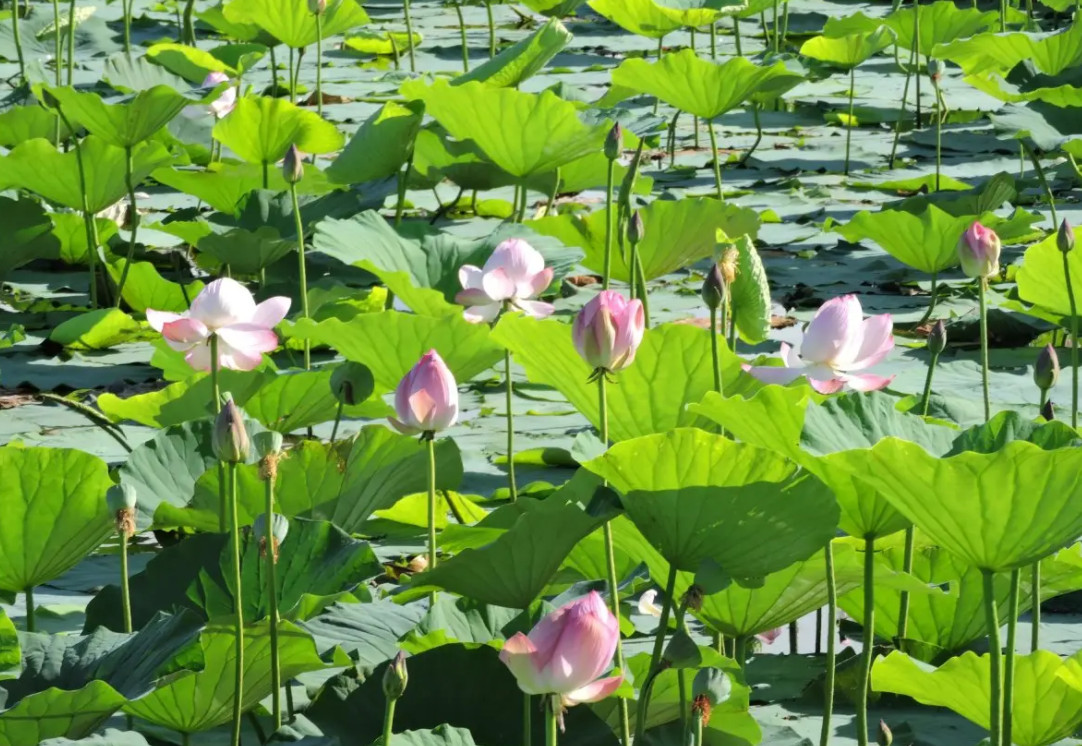 夏天来了的优美句子 夏天来了的文案